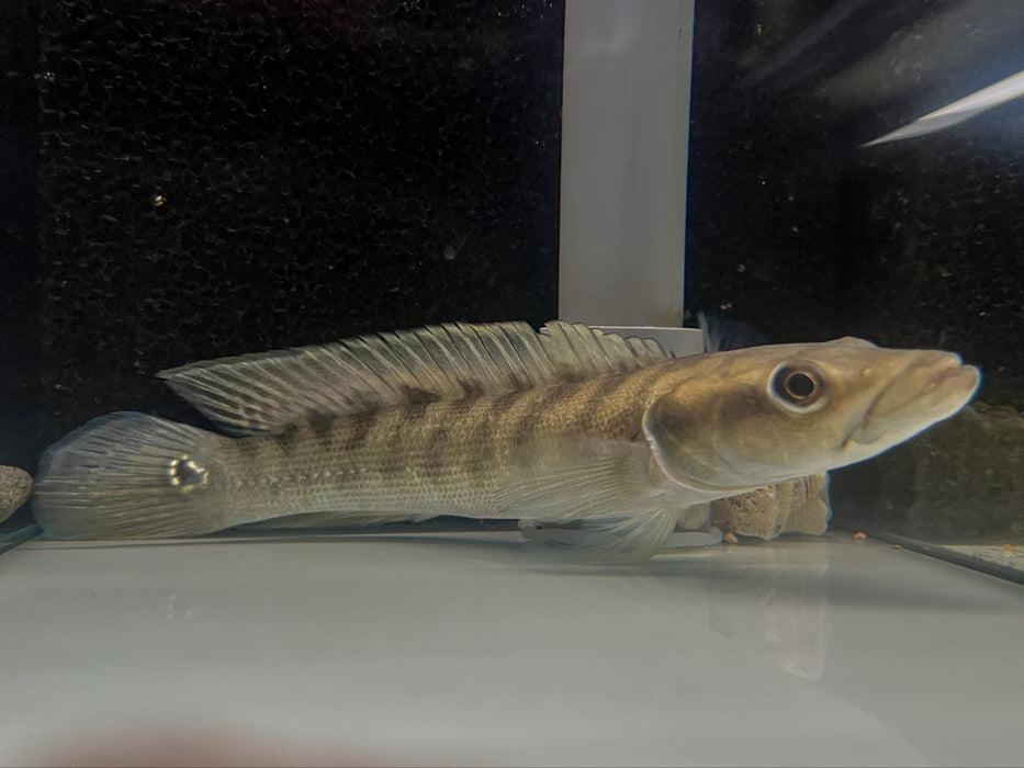 * Cichlids * Crenicichla (Batrachops) Cametana 12-14cm