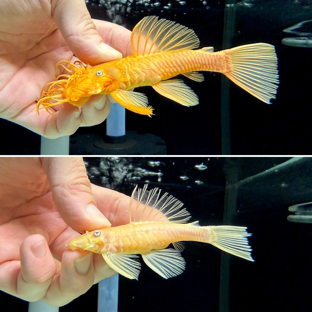 * Pleco *  Ancistrus sp. Blue Eye (L144) PAIR 9-14cm