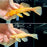 * Pleco *  Ancistrus sp. Blue Eye (L144) PAIR 9-14cm