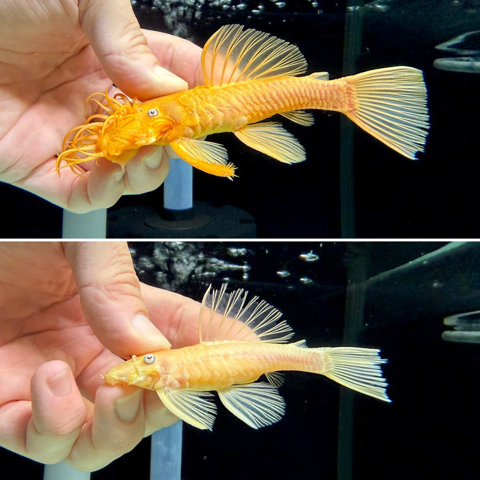 * Pleco *  Ancistrus sp. Blue Eye (L144) PAIR 9-14cm