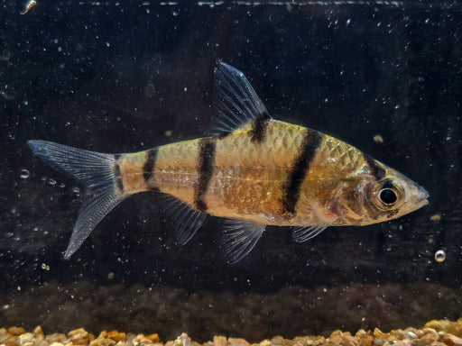* Tetra/Barb  * Desmopuntius endecanalis (Borneo Convict Barb) 4-6cm