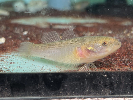 * Other Species *  Eleotris cf. senegalensis (Senegal Sleeper) 6-8cm