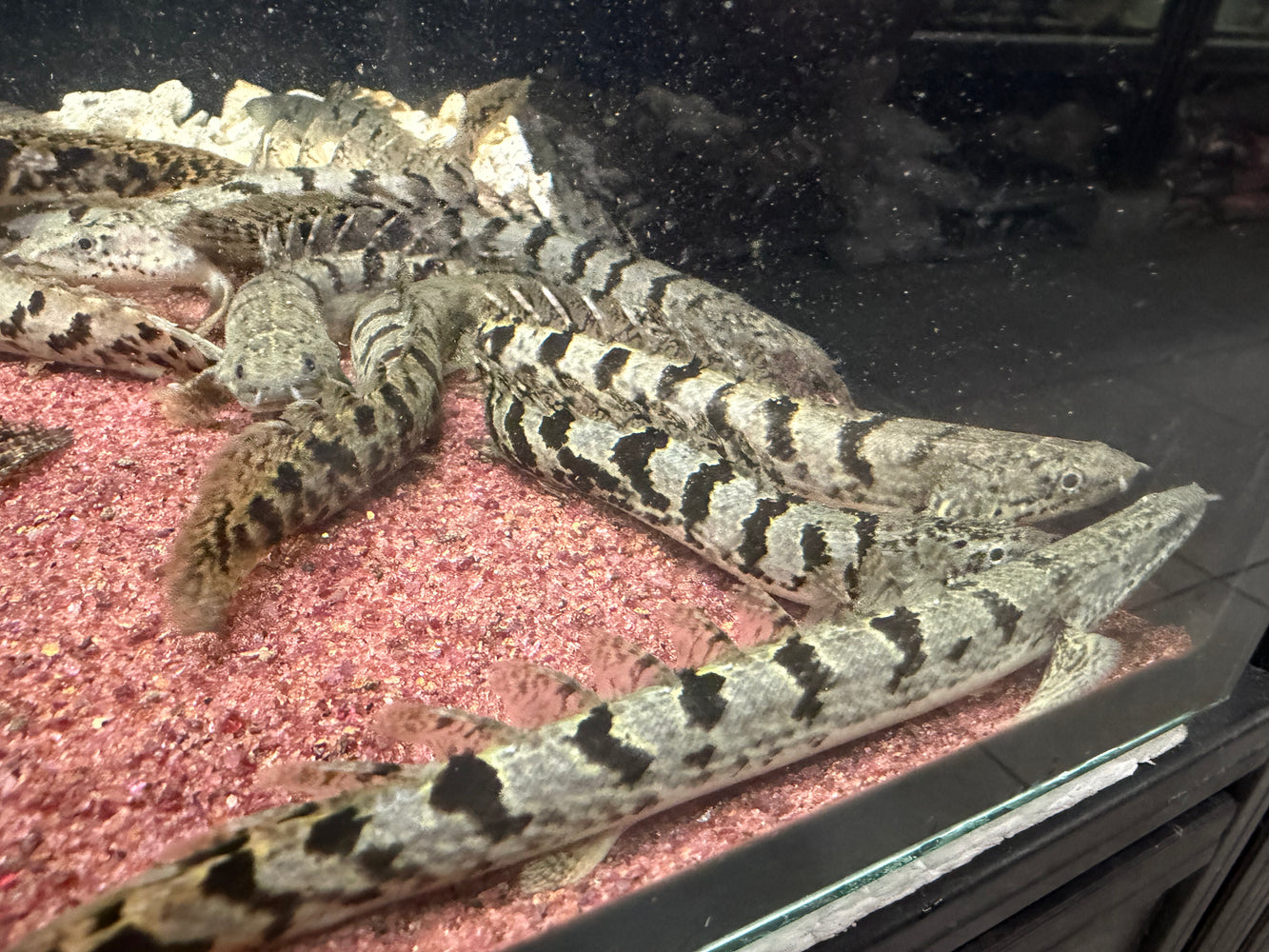 * Polypterus * Polypterus Delhezi “Royal Delhezi” Clean Banding!!