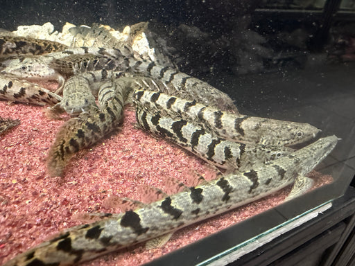 * Polypterus * Polypterus Delhezi “Royal Delhezi” Clean Banding!!