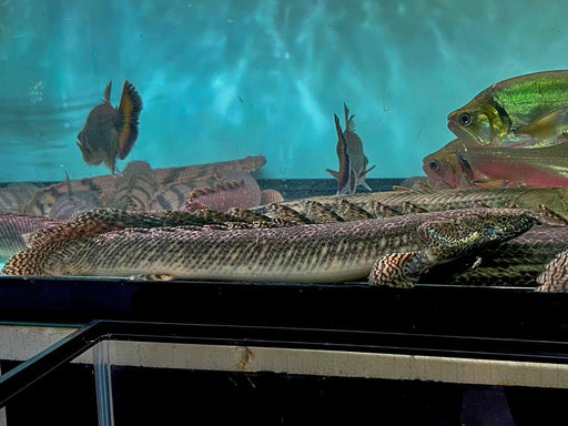 * Polypterus * Polypterus Ornatipinnis “Tangayika” 40-45cm