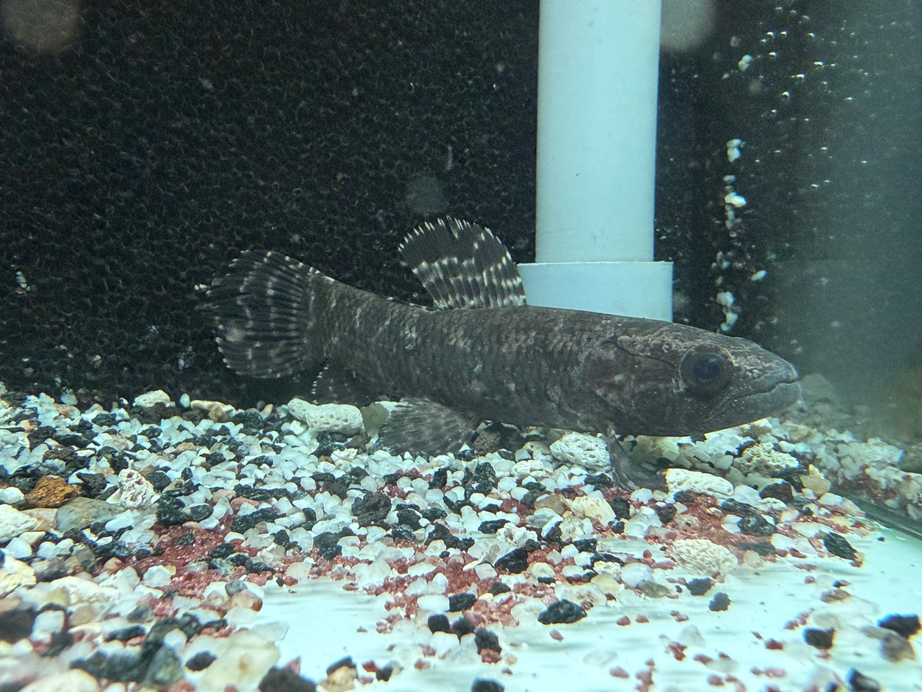 * Other Species * Hoplias Curupira (Black wolf) 12cm