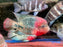 * Cichlids *  Vieja Melanurus “Belize” (23-26cm)