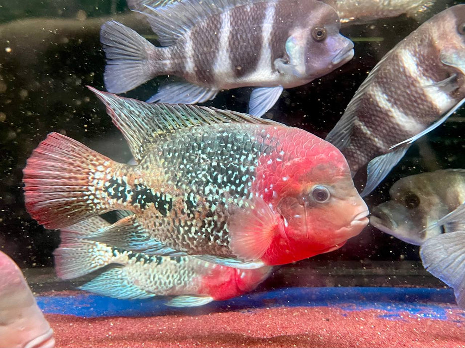 * Cichlids *  Vieja Melanurus “Belize” (23-26cm)