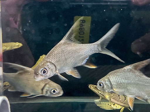 * Other Species * Puntioplites Falcifer (Mekong Sicklefin Barb) 10-14cm