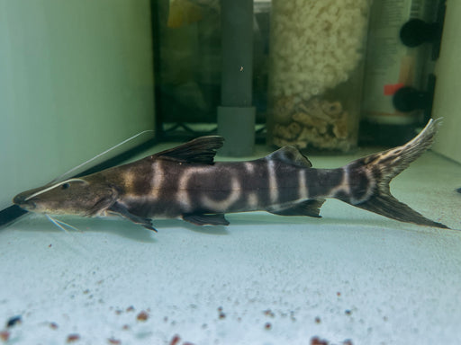 * Catfish * Brachyplatystoma juruense (Juru Catfish) 20-25cm