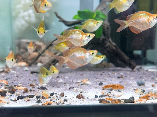 * Tetra/Barb * Glossolepis Incisus “Balloon” (Balloon Red Rainbowfish) 3-5cm