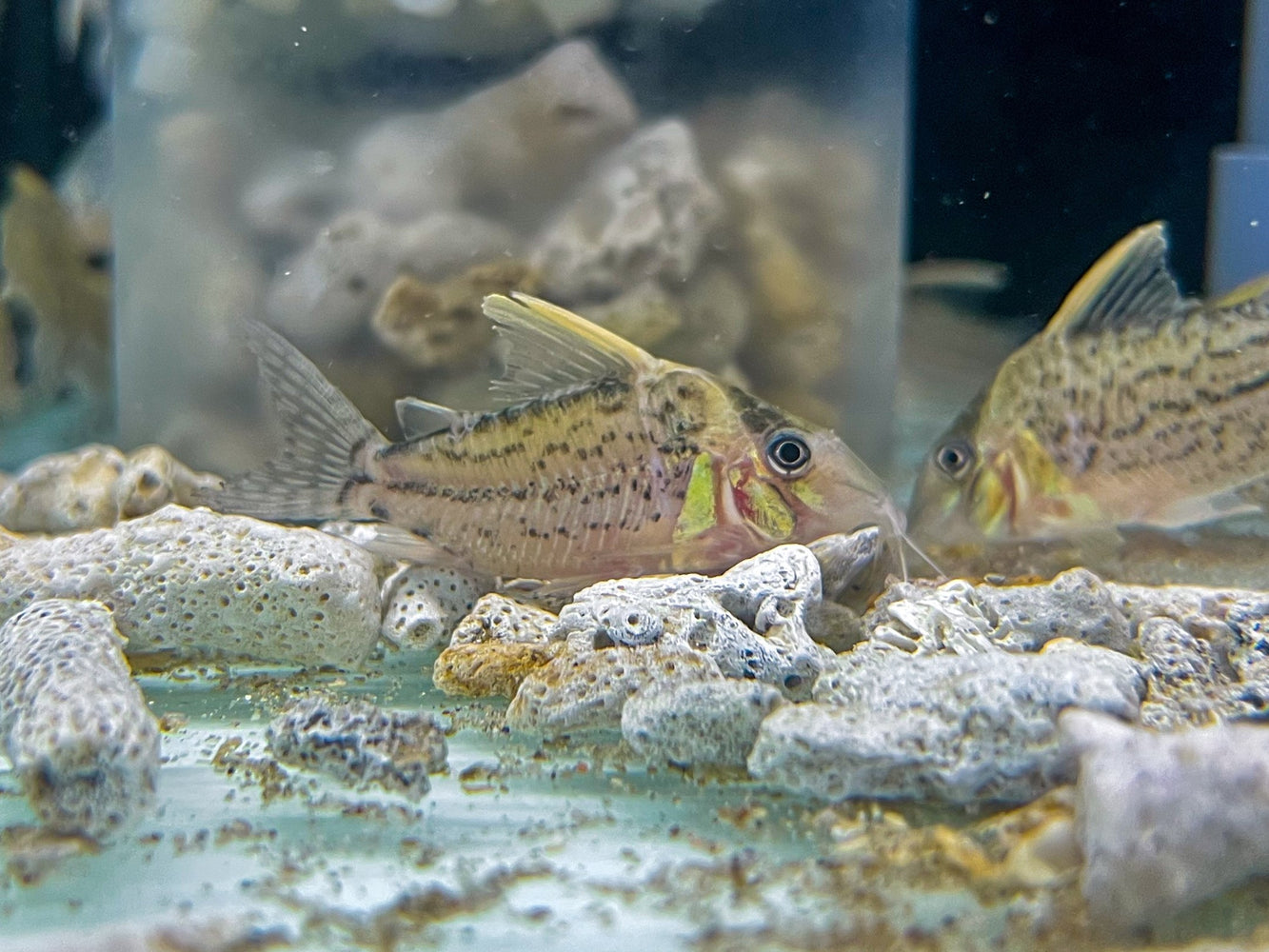 * Corydoras *  Brochis sp. Labrea WILD (Longnose Hi-Fin Super Schwartzi)