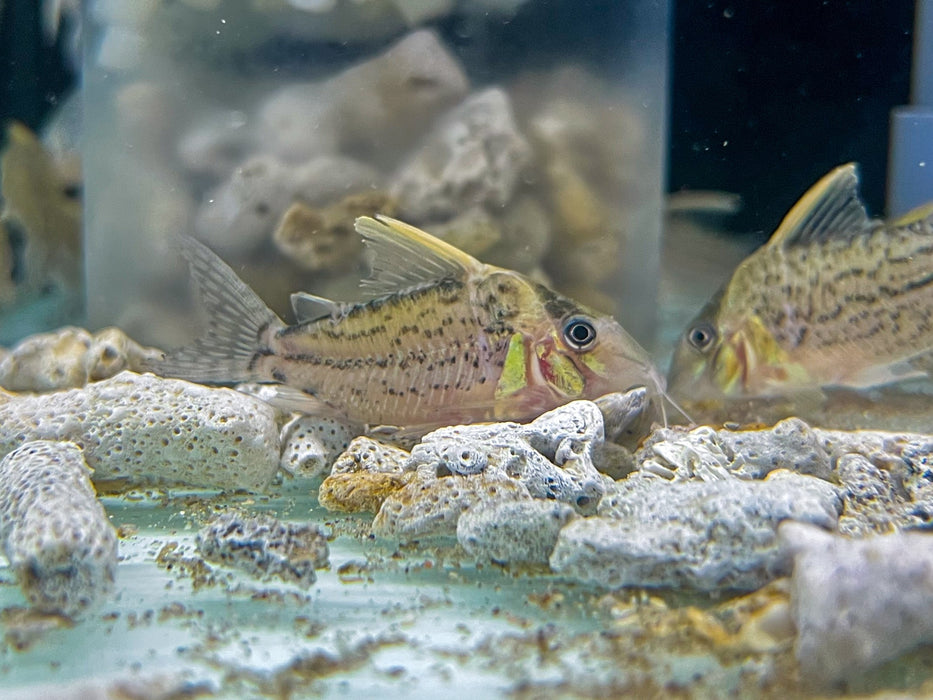 * Corydoras *  Brochis sp. Labrea WILD (Longnose Hi-Fin Super Schwartzi)