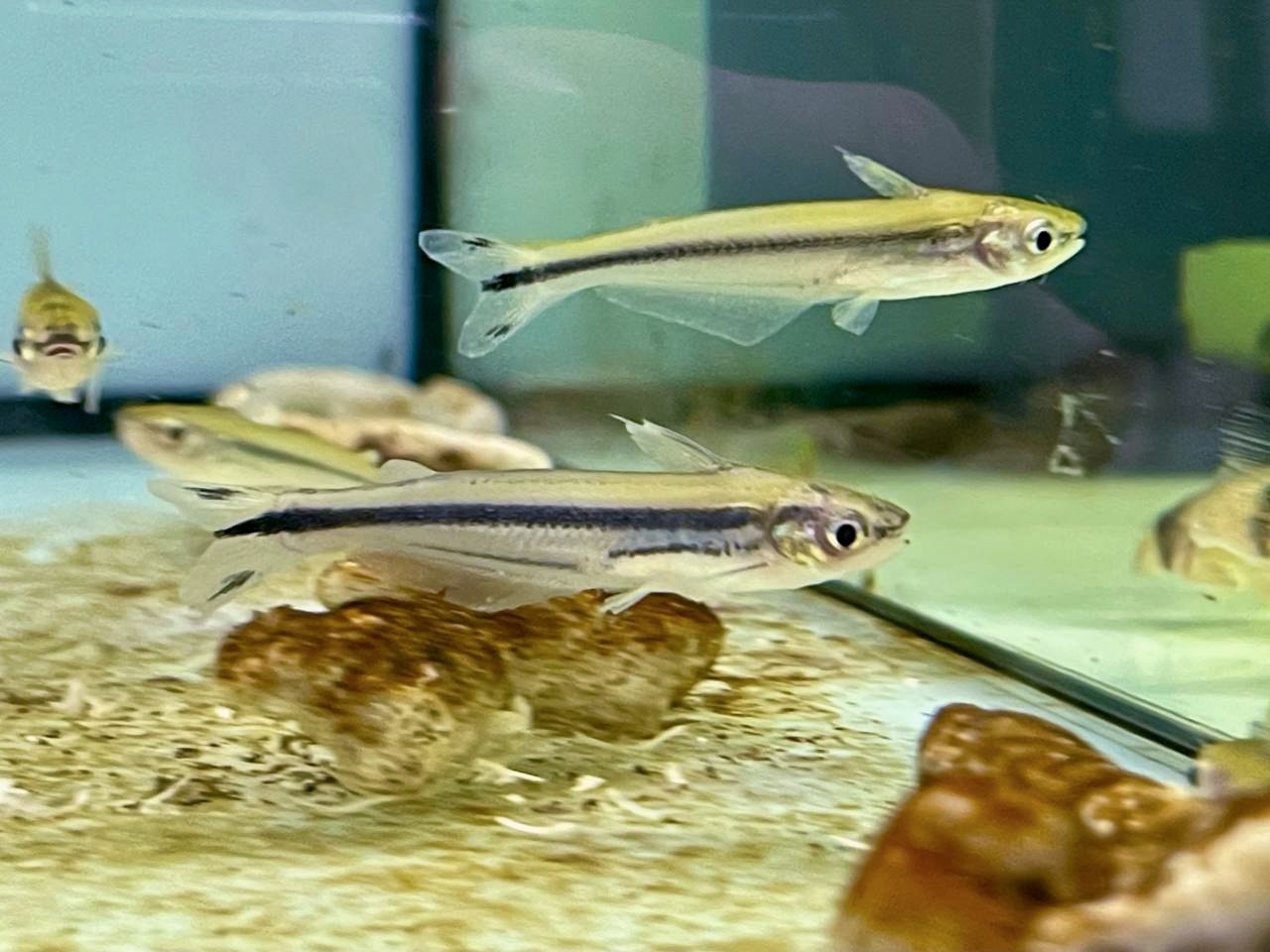 * Catfish * Pareutropius buffei (African Glass Catfish) (5-7cm)
