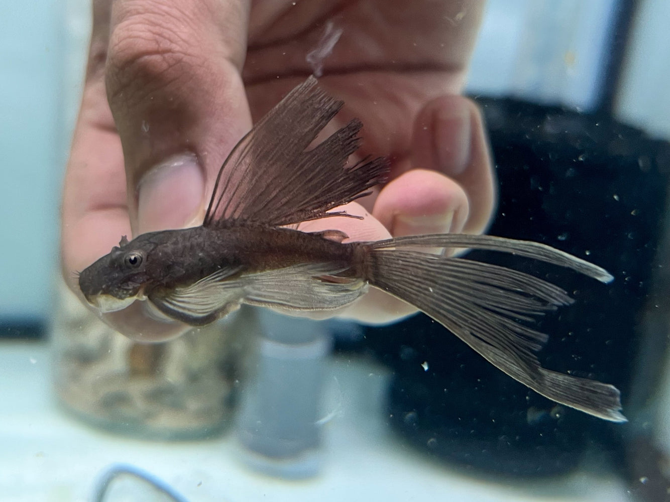 * Pleco *  Ancistrus sp. Green Dragon Longfin 6-7cm