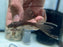 * Pleco *  Ancistrus sp. Green Dragon Longfin 6-7cm