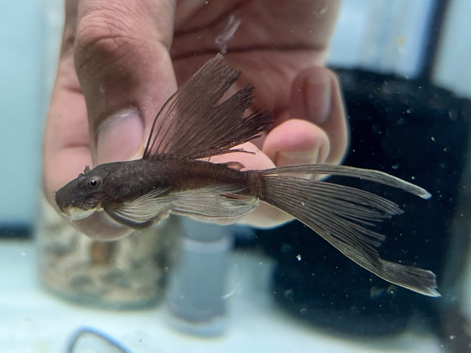 * Pleco *  Ancistrus sp. Green Dragon Longfin 6-7cm