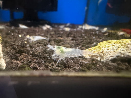 * Shrimps * Snowball Shrimps (10 pieces)