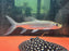 * Other Species * Hydrocynus Goliath GATF 24-26cm