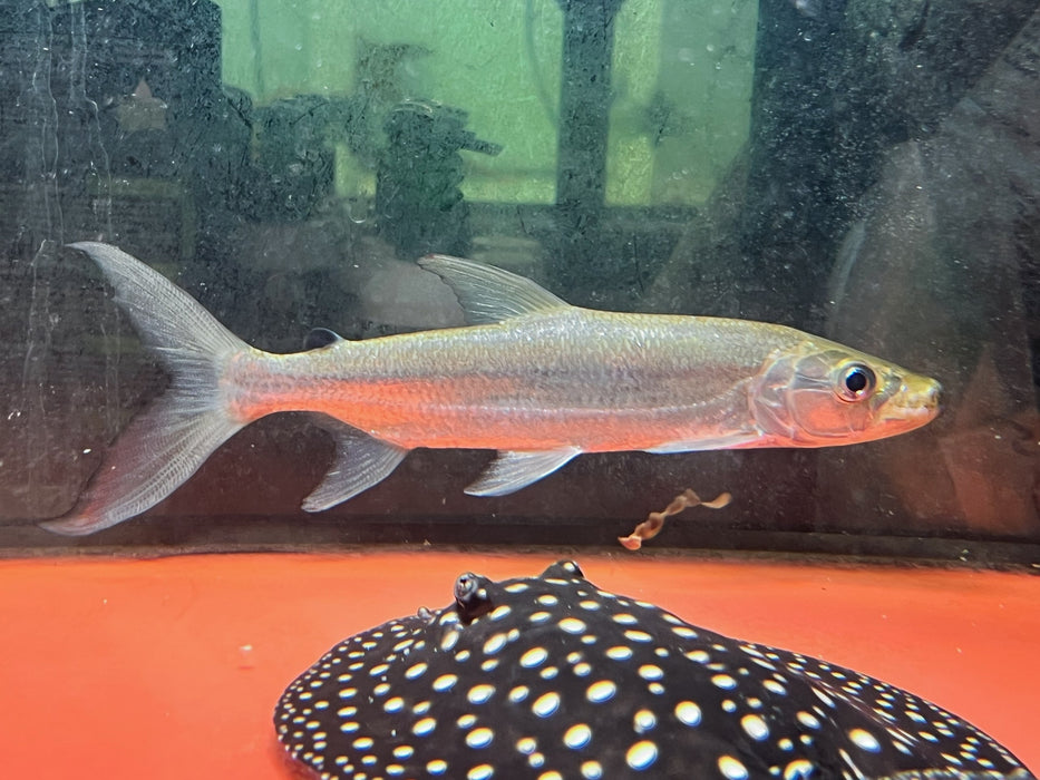 * Other Species * Hydrocynus Goliath GATF 24-26cm