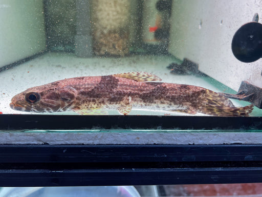 * Other Species * Hoplias aimara "Orinoco" 20-23cm
