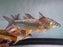 * Other Species * Hypsibarbus Vernayi (Orange Finned Barb) 22-26cm