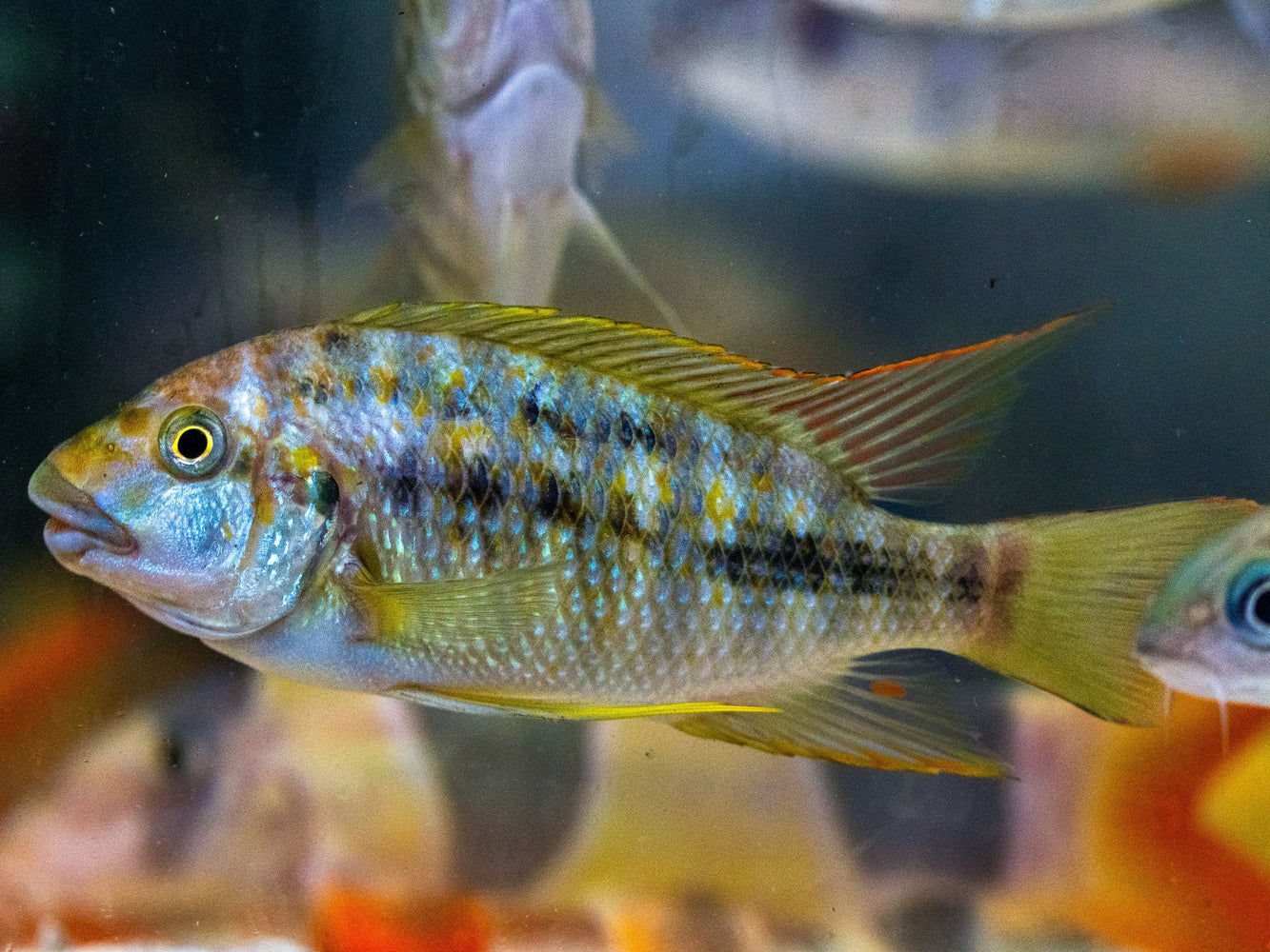 * Cichlids * Petrochromis sp. 'Kasumbe' Cape Kabogo (10-12cm)