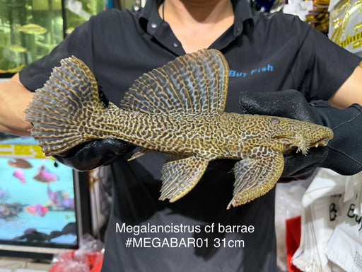 * Pleco *  Megalancistrus cf Barrae #MEGABAR01 31cm (Actual piece)