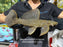 * Pleco *  Megalancistrus cf Barrae #MEGABAR01 31cm (Actual piece)