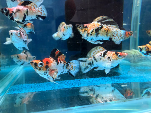 * Livebearers * Balloon Redhead Molly