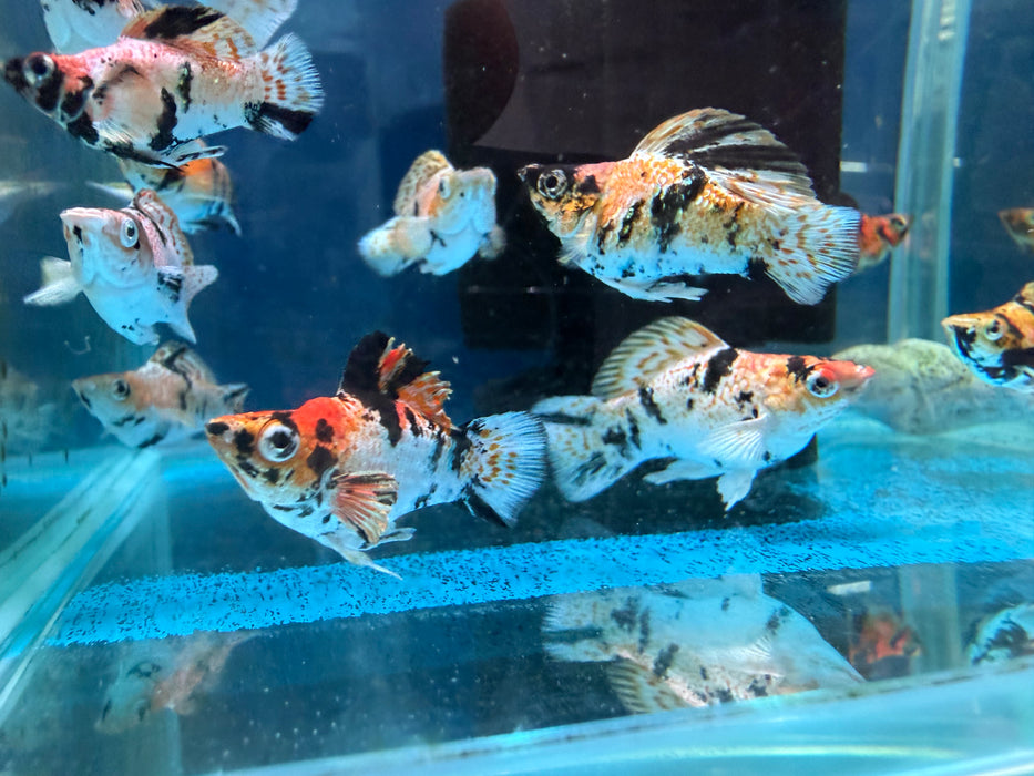 * Livebearers * Balloon Redhead Molly