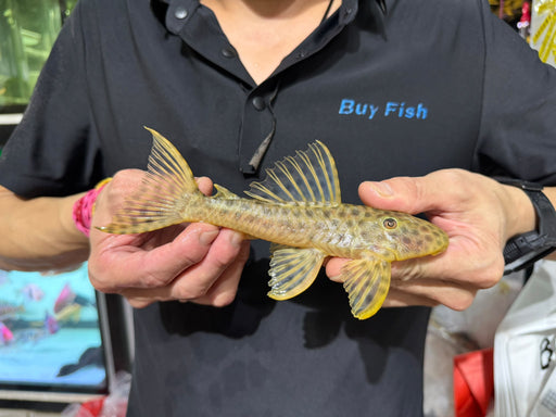 * Pleco *  Hypostomus Fuscomaculatus (L233) 18-20cm