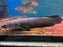 * Channa * Channa Marulioides (Emperor Snakehead) 30-32cm