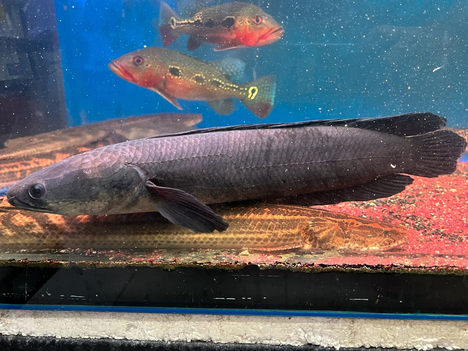 * Channa * Channa Marulioides (Emperor Snakehead) 30-32cm