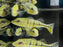 * Cichlid * Cichla Piquiti (Azul Peacock Bass) 8-10cm