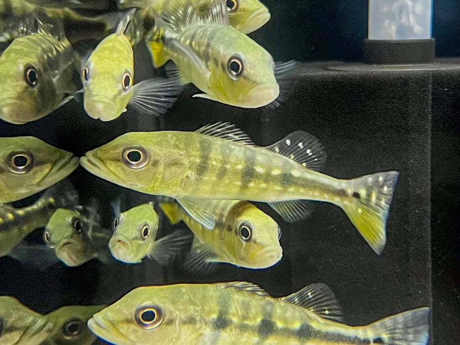 * Cichlid * Cichla Piquiti (Azul Peacock Bass) 8-10cm