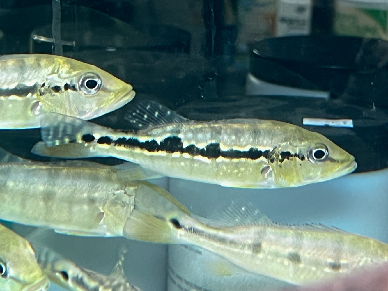 * Cichlid * Cichla Melaniae (Xingu Peacock Bass) 10-12cm