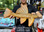* Pleco *  Hypostomus Luteus phase 3 46cm #LUTP313 (Actual Piece)