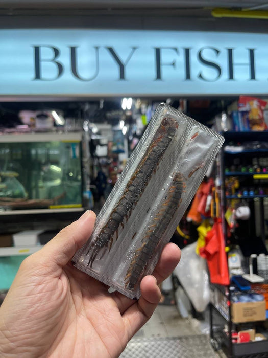 Frozen Centipedes - 2 pieces/Pack