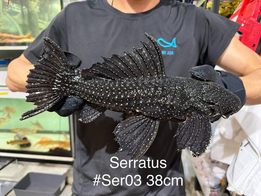 * Pleco * Pseudacanthicus Serratus “Maroni” 38cm #SER03 (Actual Piece)