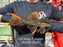 * Pleco *  Pseudacanthicus Pirarara (L25 Xingu 7 pointer) 25cm #25x33 (Actual piece)
