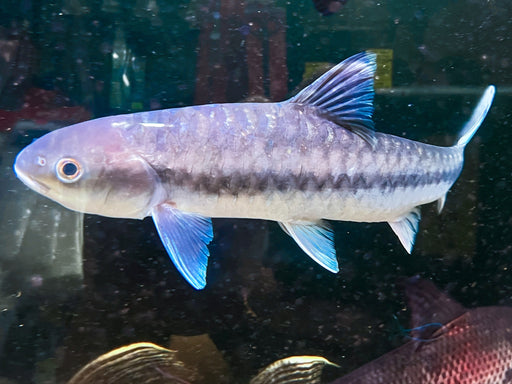 * Other Species * Neolissocheilus stracheyi SALWEEN (Salween Blue Mahseer) 30-35cm