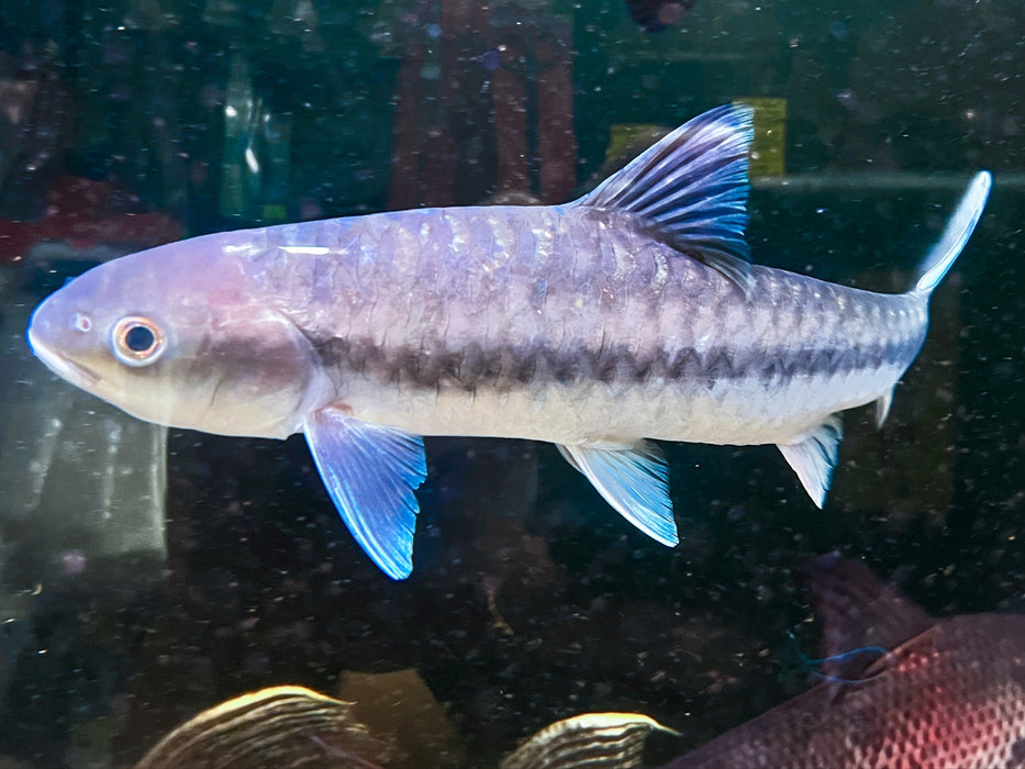 * Other Species * Neolissocheilus stracheyi SALWEEN (Salween Blue Mahseer) 30-35cm