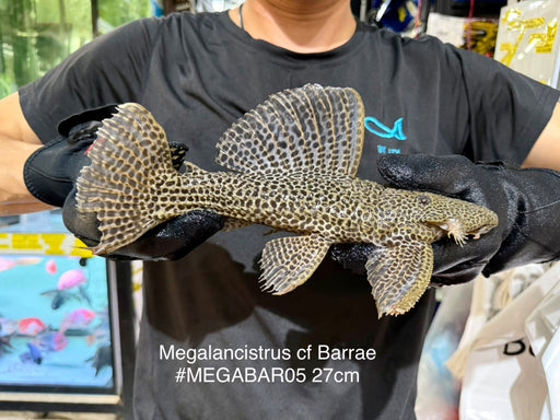 * Pleco *  Megalancistrus cf Barrae #MEGABAR05 27cm (Actual piece)