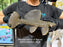 * Pleco *  Megalancistrus cf Barrae #MEGABAR05 27cm (Actual piece)