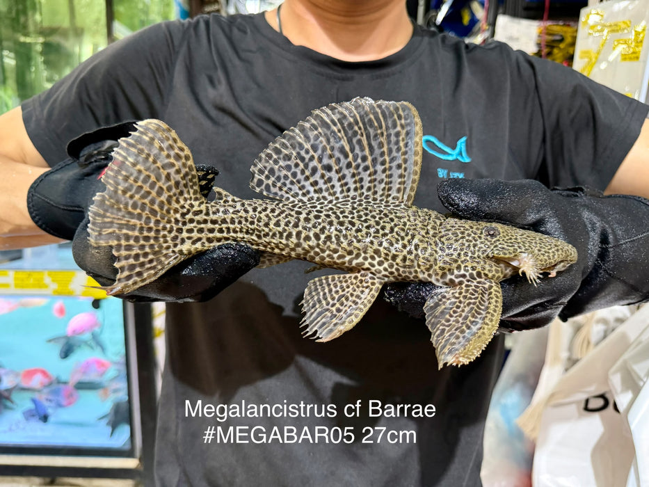 * Pleco *  Megalancistrus cf Barrae #MEGABAR05 27cm (Actual piece)