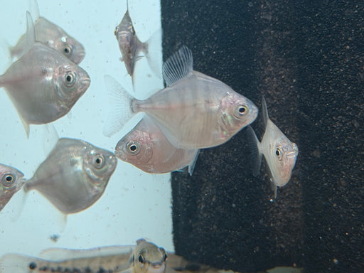 * Other Species * Metynnis Fasciatus (Tiger Hook)