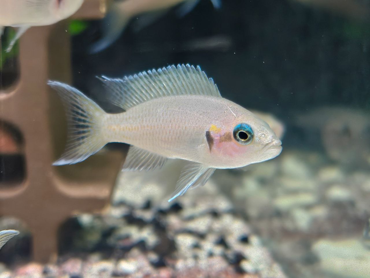 * Cichlid *  Neolamprologus Brichardi (Fairy Cichlid)