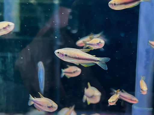 * Tetra/Barb  * Inpaichthys Kerri “Orange Yellow” (Yellow Emperor Tetra)