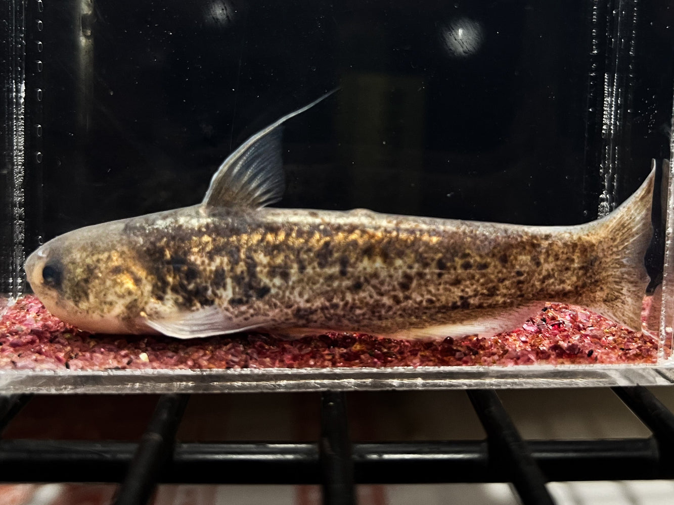 * Catfish * Cetopsis orinoco (Bronze Whale Catfish) 8-10cm